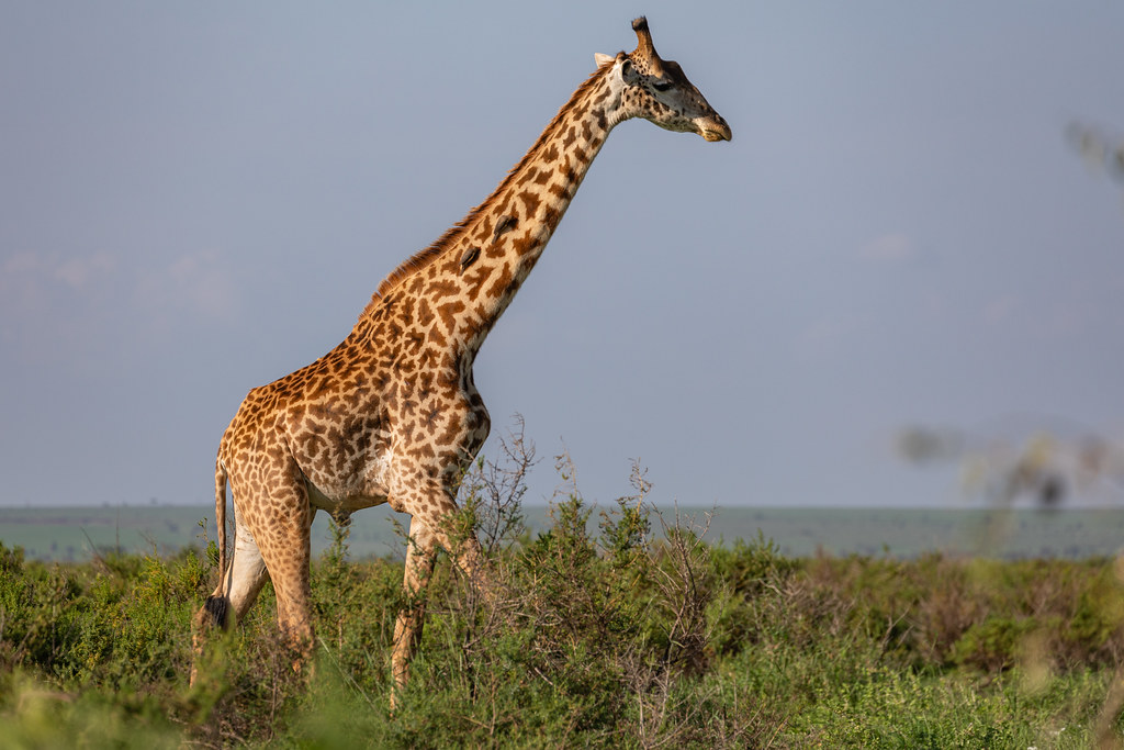: Amboseli National Park, Kenya