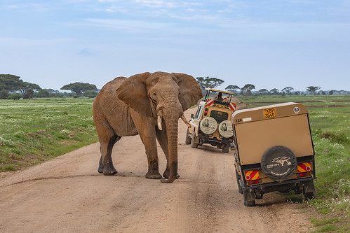 Amboseli National Park, Kenya ©  Ninara