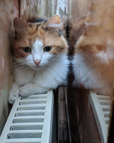 The cat Kira warms herself with radiators ©  Egor Plenkin