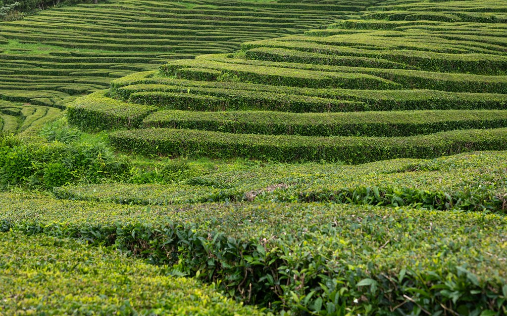 : Tea Plantation, Azores, Portugal