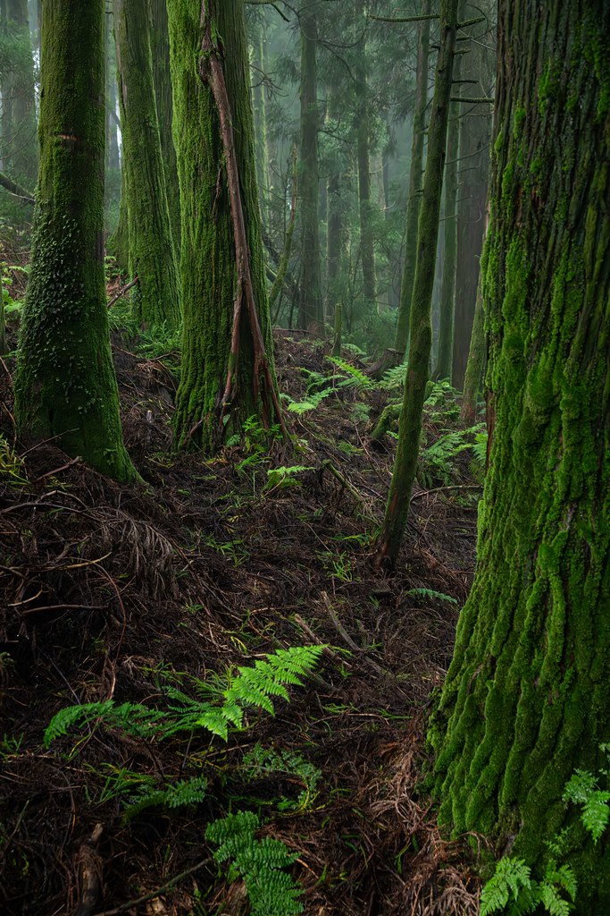 : Azores Forest