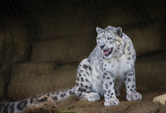 Snow Leopard smile