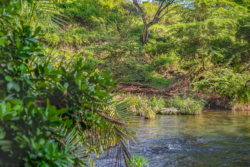 Mzima Springs, Kenya ©  Ninara