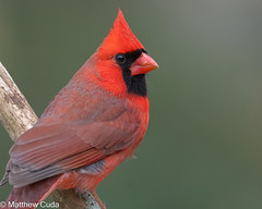 Northern Cardinal Closeup