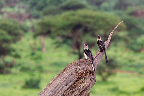 Tsavo West National Park ©  Ninara