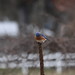 Eastern Bluebirds During Runyon's Visit to Rolling Hills County Park (Ypsilanti, Michigan) - February 3rd & 4th, 2024
