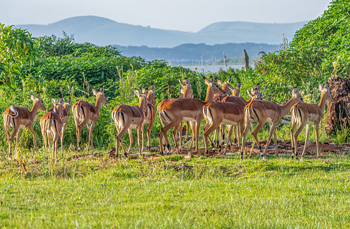 Naivasha, Kenya ©  Ninara