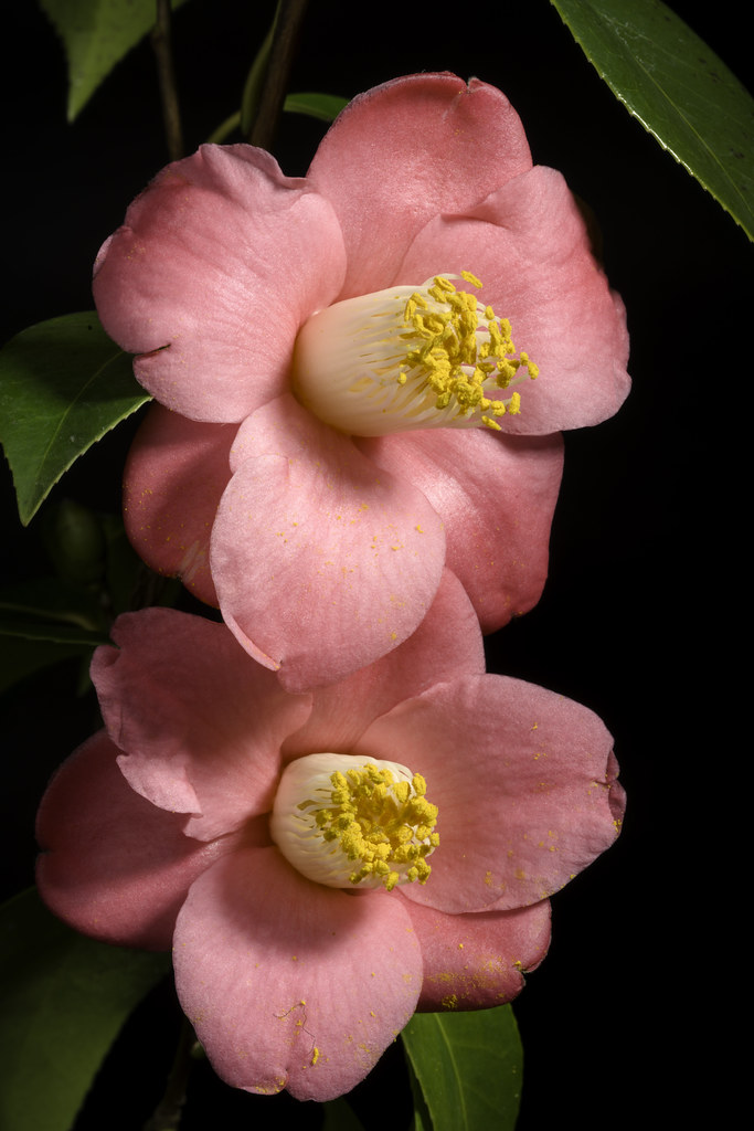 : Camellia japonica 'Izumo-no-okuni ' L., Sp. Pl. 2: 698 (1753)
