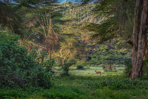 Naivasha, Kenya ©  Ninara