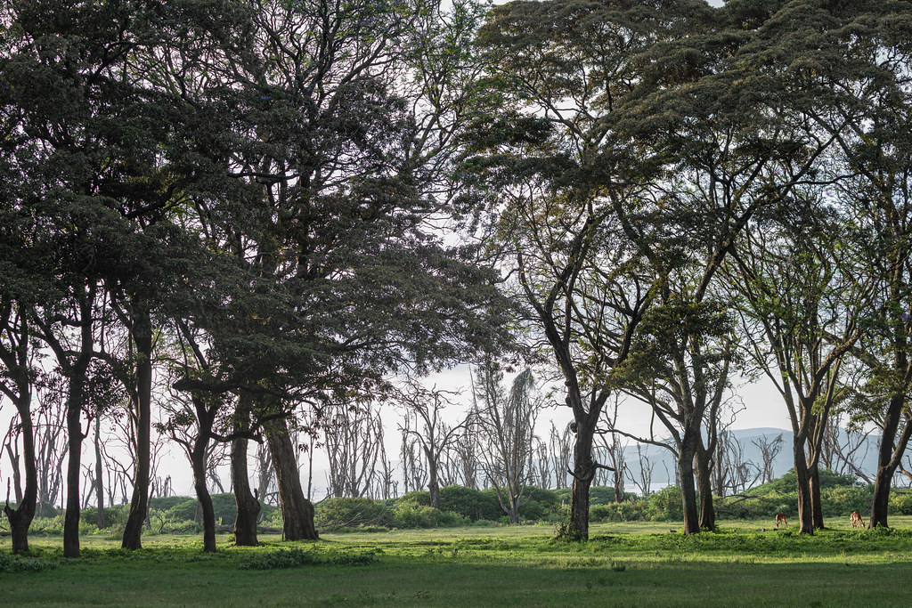 : Naivasha, Kenya