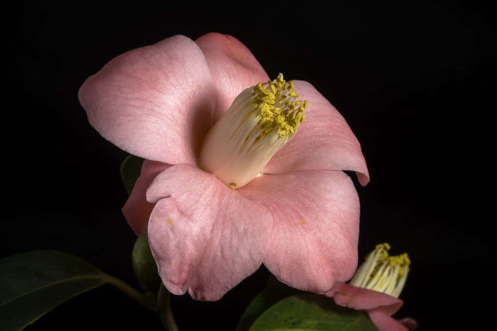 : Camellia japonica 'Izumo-no-okuni ' L., Sp. Pl. 2: 698 (1753)