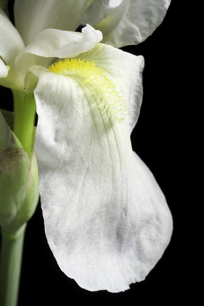 : Iris florentina AH.9170 L., Syst. Nat. ed. 10, 2: 863 (1759).