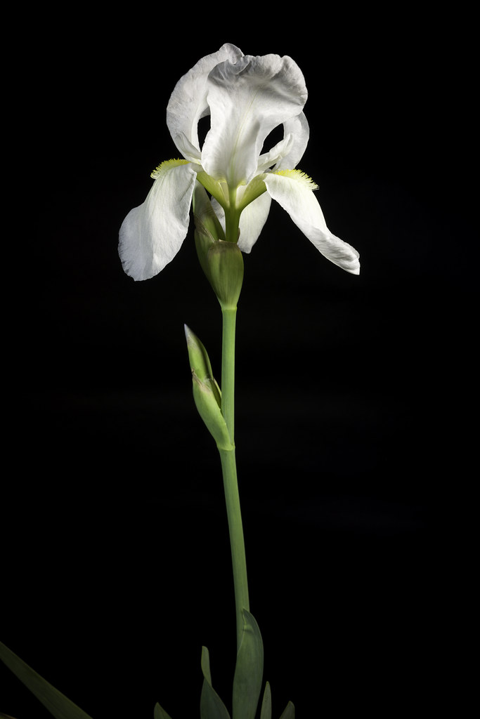 : Iris florentina AH.9170 L., Syst. Nat. ed. 10, 2: 863 (1759).