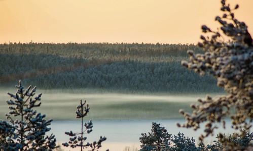 Bay and forest ©  Egor Plenkin