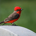Birds are the antidote for Winter...Vermilion Flycatcher 4522  VA Cemetery  Southern California