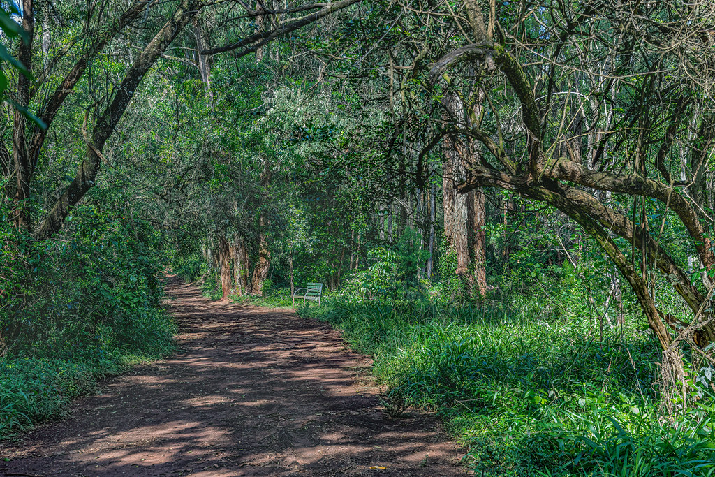 : Karura Forest, Nairobi