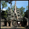 Ta Prohm temple, Angkor