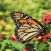 Monarch Butterfly on Lantana