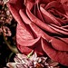 "Paper Roses" (Marie Osmond)