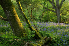 Ancient Bluebell Wood