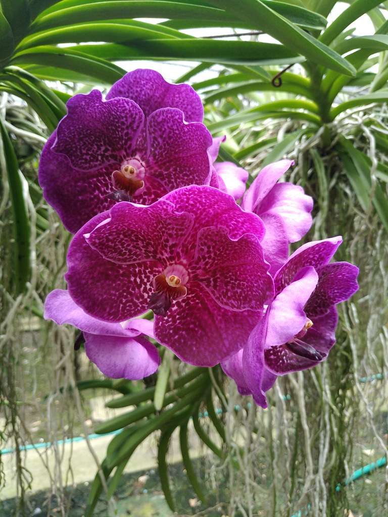 : Kultana Orchids / Donmuang, Bangkok, Thailand