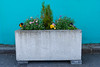 Cement flower planter with beautiful flowers, against a brightly painted teal wall