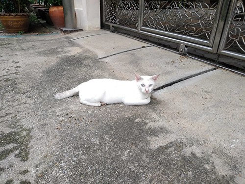 white cat / Bangkok, Thailand / 04 September 2019 ©  Sasha India