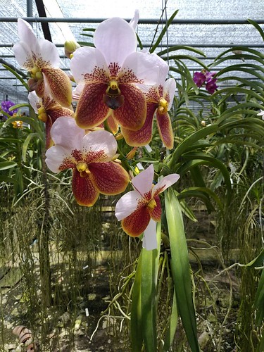 Kultana Orchids / Donmuang, Bangkok, Thailand ©  Sasha India