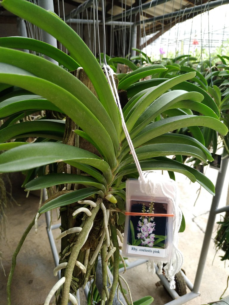 : Kultana Orchids / Donmuang, Bangkok, Thailand