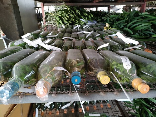 Orchid seedlings flask / Kultana Orchids / Donmuang, Bangkok, Thailand ©  Sasha India