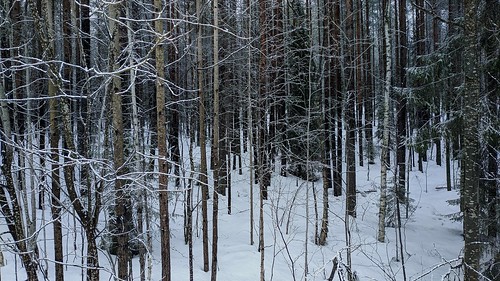 Dark forest ©  Egor Plenkin
