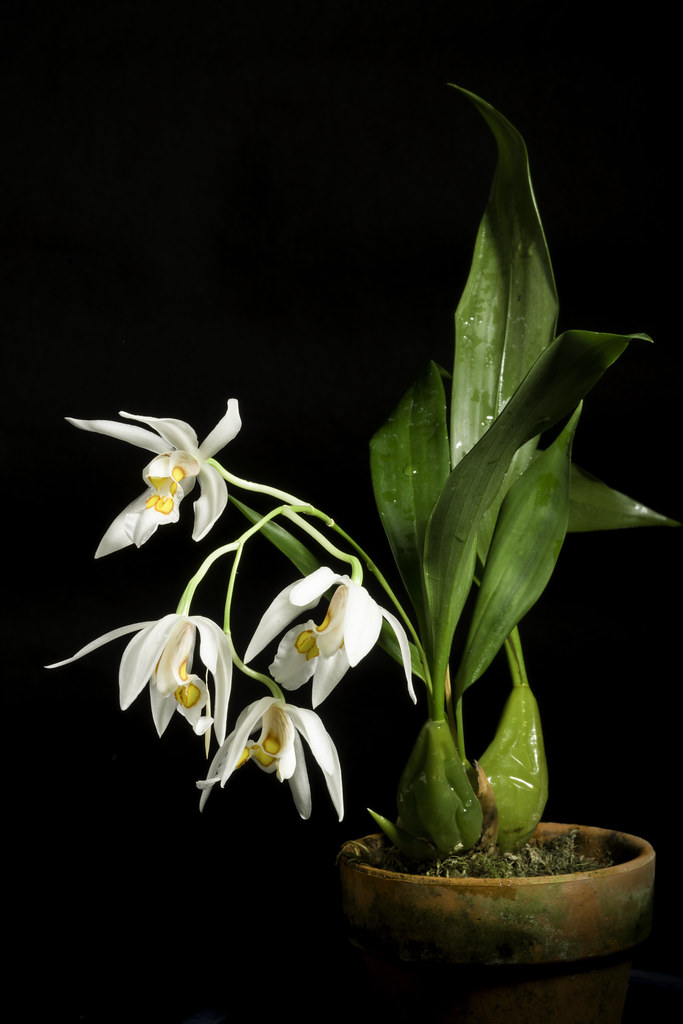: Coelogyne punctulata Lindl. in Coll. Bot.: t. 33 (1824)