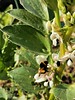 Bee on Broadbean at the allotment 24-03-24 (07)