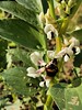Bee on Broadbean at the allotment 24-03-24 (09)
