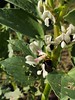 Bee on Broadbean at the allotment 24-03-24 (04)