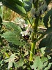 Bee on Broadbean at the allotment 24-03-24 (03)