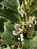 Bee on Broadbean at the allotment 24-03-24 (05)
