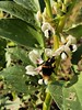 Bee on Broadbean at the allotment 24-03-24 (10)