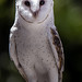 From the Archives - Barn Owl