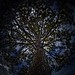 L’arbre du royaume — The Realm’s Tree