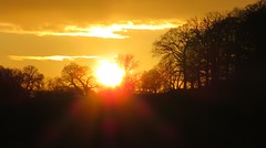 Sun going down over Richmond Park