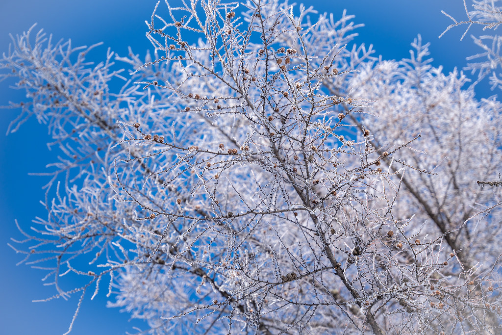 : Winter trees