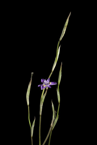 Moraea setifolia (L.f.) Druce in Bot. Soc. Exch. Club Brit. Isles 4: 636 (1916 publ.1917) ©  Motohiro Sunouchi