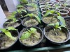 Pre-growing vegetables
