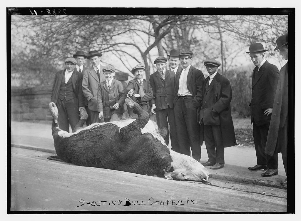 : Shooting Bull -- Central Park (LOC)