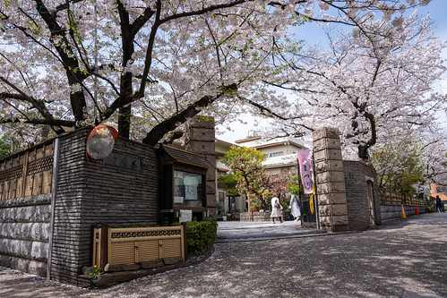 Sakura in Tokyo ©  Raita Futo