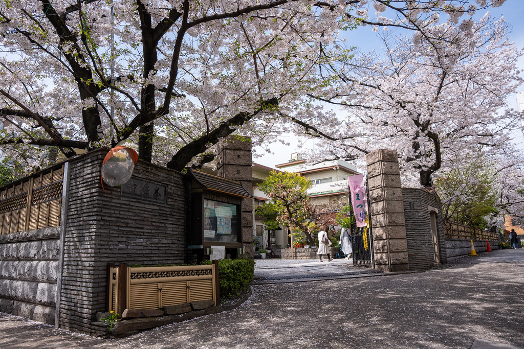 : Sakura in Tokyo