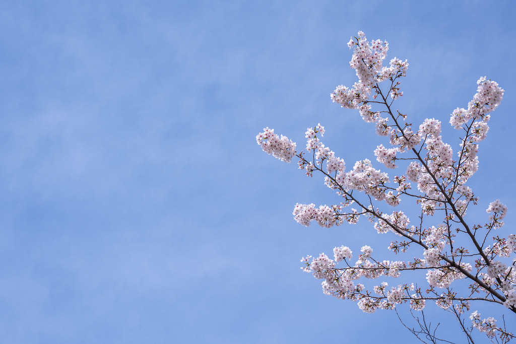 : Sakura and blue sky