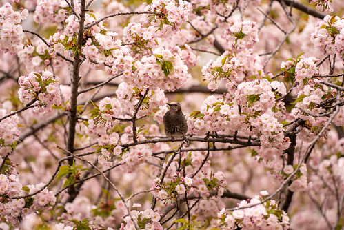 Hiyodori bird and sakura ©  Raita Futo