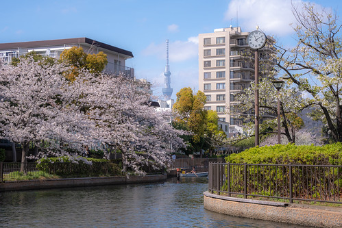 Sakura and Skytree ©  Raita Futo